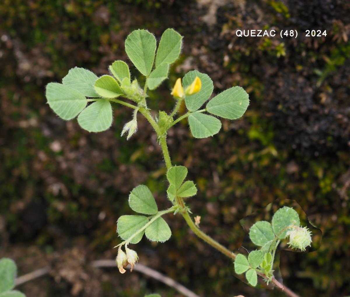 Medick, Tifton plant